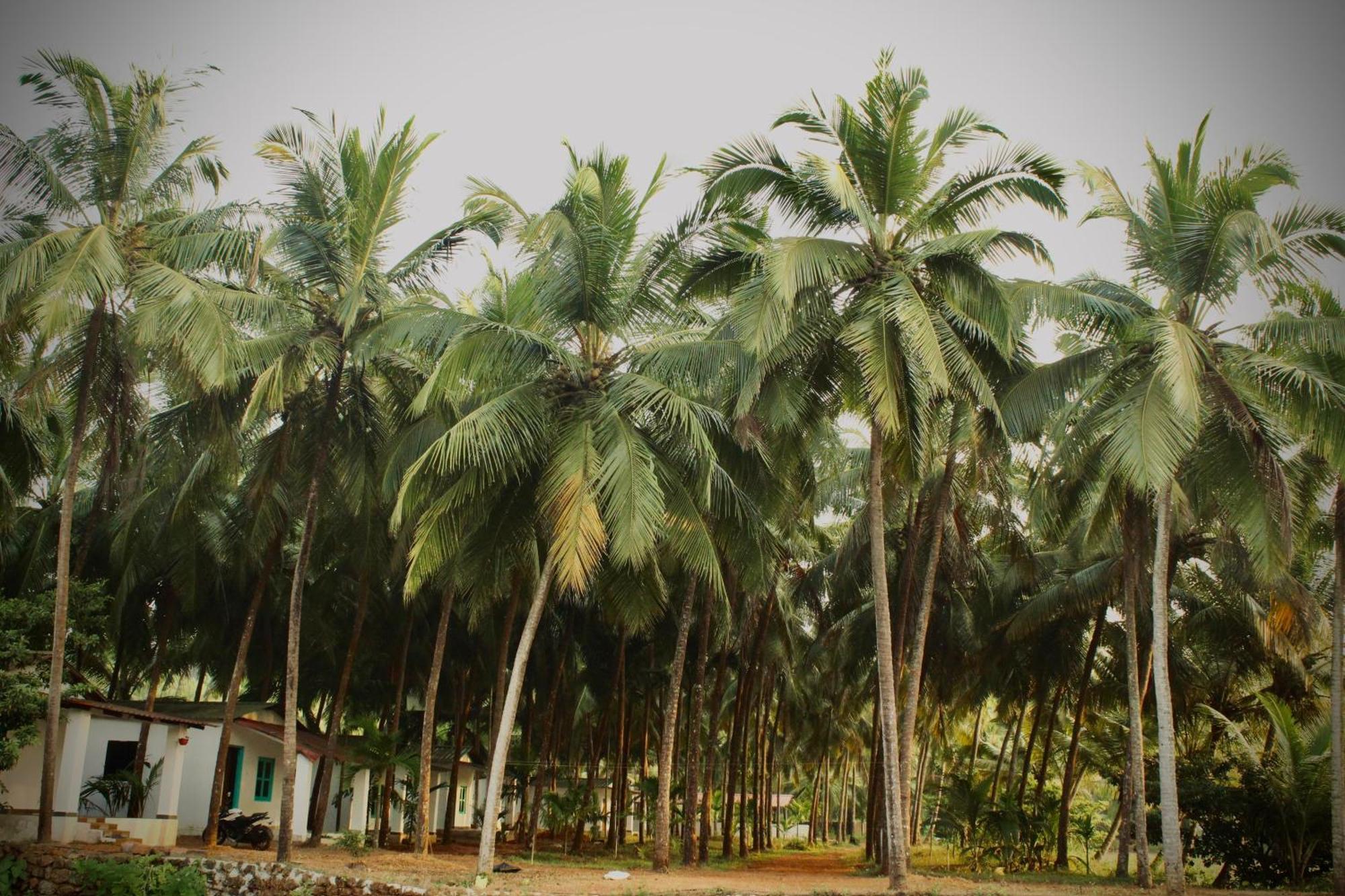 India Yoga Village Canacona Exteriér fotografie
